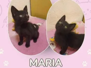 Gato raça SRD-ViraLata idade 2 a 6 meses nome Maria