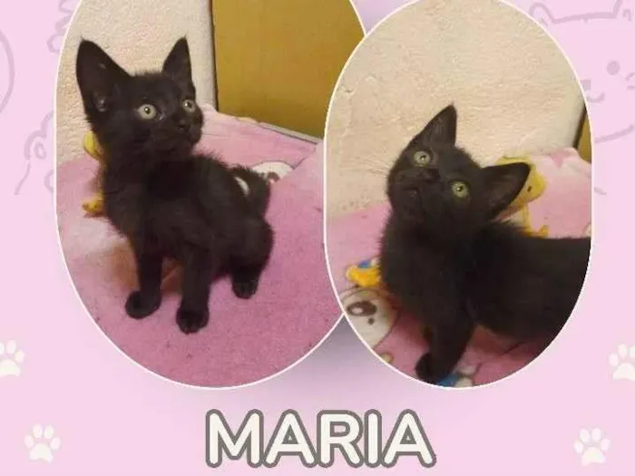 Gato ra a SRD-ViraLata idade 2 a 6 meses nome Maria