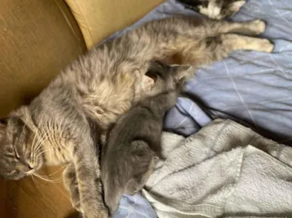 Gato raça Exótico idade 1 ano nome Mel, Cascão, Charlote, 