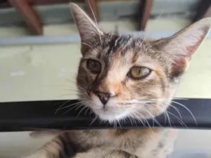 Gato raça SRD-ViraLata idade 7 a 11 meses nome Amora 