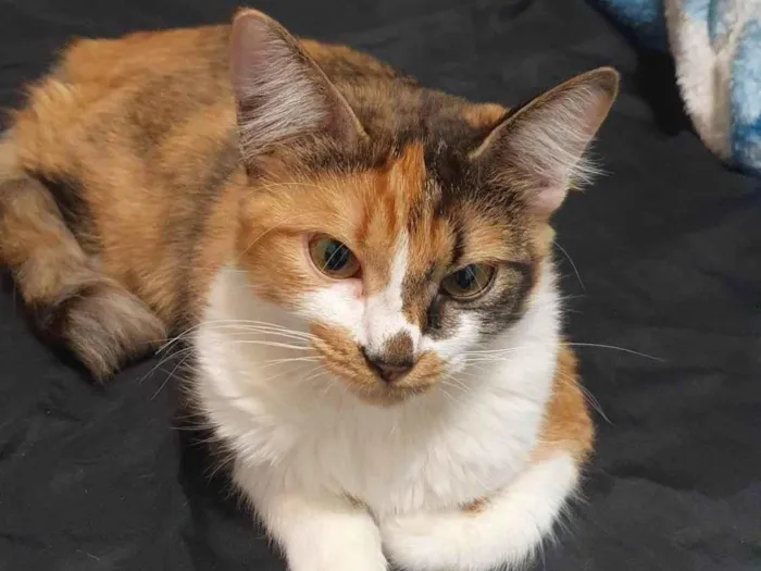 Gato ra a SRD-ViraLata idade 1 ano nome Leona