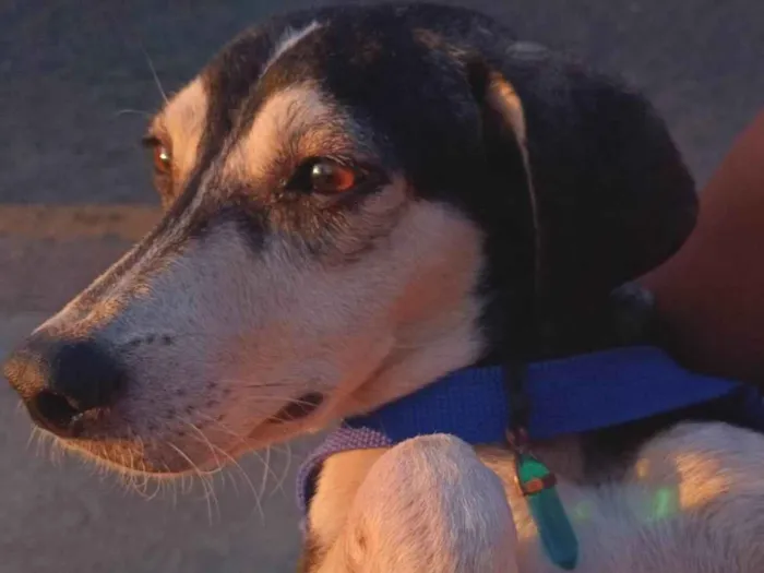 Cachorro ra a SRD-ViraLata idade 1 ano nome Rodigo