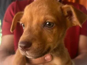 Cachorro raça SRD-ViraLata idade 2 a 6 meses nome Lesi