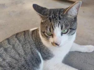 Gato raça SRD-ViraLata idade 1 ano nome Polo