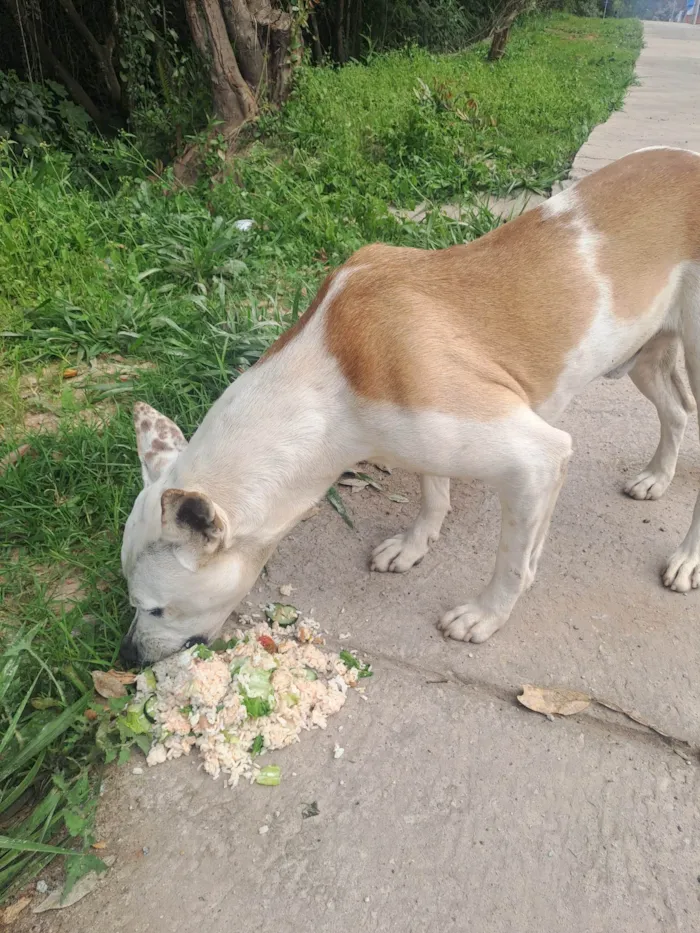 Cachorro ra a Pit-Bull idade 3 anos nome Thor