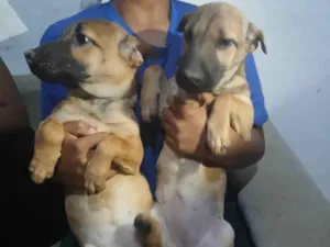 Cachorro raça Shar Pei idade 2 a 6 meses nome Sem nomes