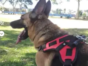 Cachorro raça Pastor Alemão idade 4 anos nome Dara