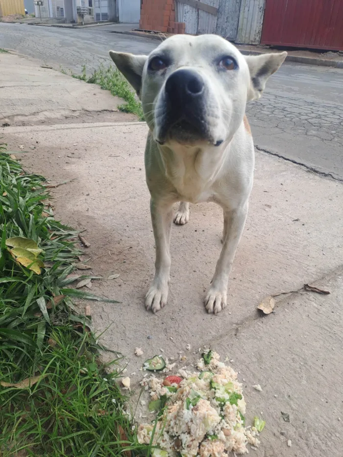 Cachorro ra a Pit-Bull idade 3 anos nome Thor