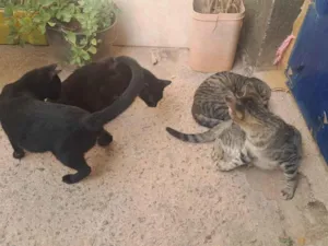 Gato raça SRD-ViraLata idade 2 a 6 meses nome Pretinho