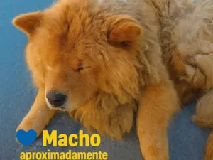 Cachorro raça Chow Chow idade 5 anos nome Zé colmeia 