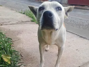 Cachorro raça Pit-Bull idade 3 anos nome Thor