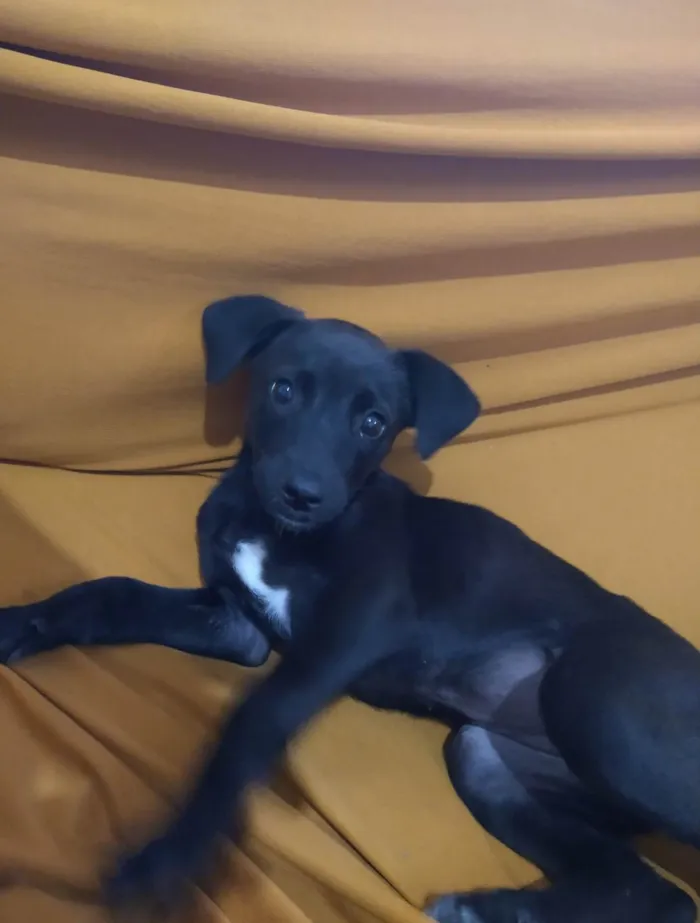 Cachorro ra a Labrador idade 2 a 6 meses nome Nina