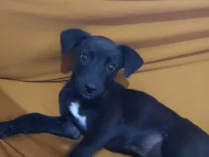 Cachorro raça Labrador idade 2 a 6 meses nome Nina