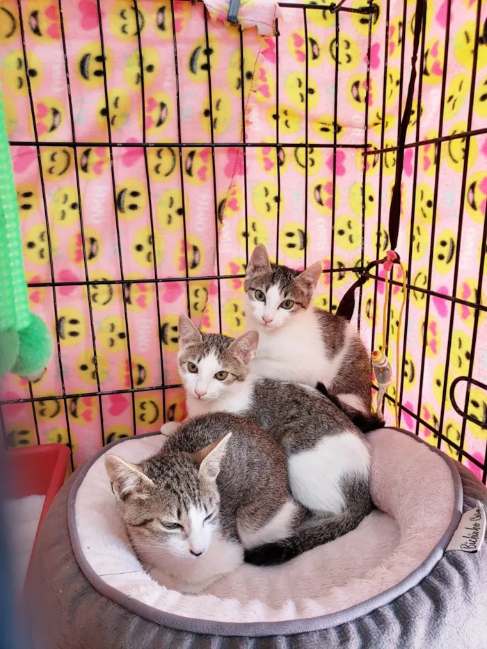 Gato ra a SRD-ViraLata idade 2 a 6 meses nome Família Rô
