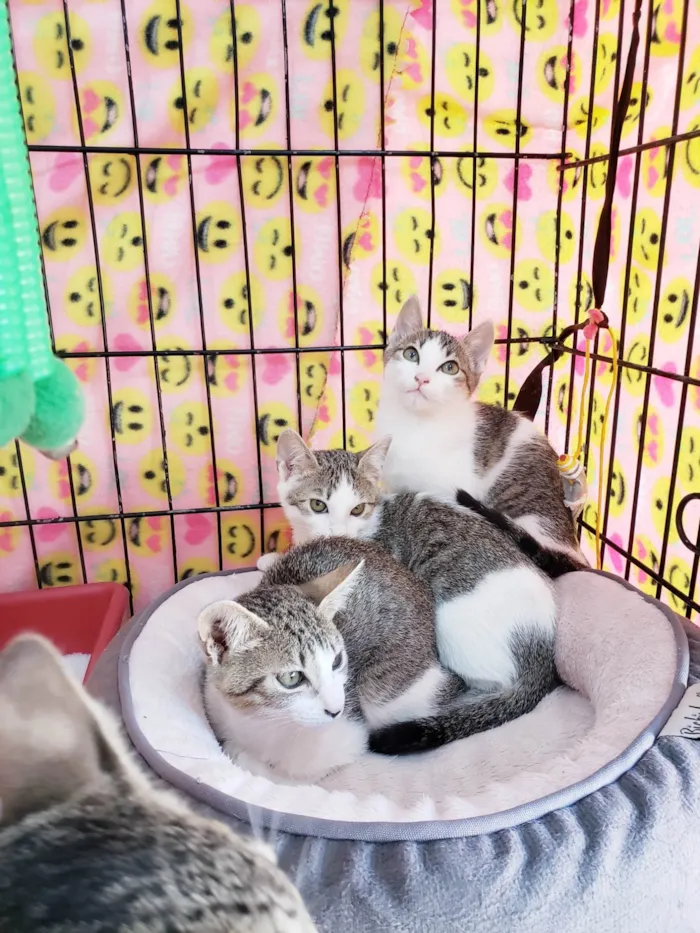 Gato ra a SRD-ViraLata idade 2 a 6 meses nome Família Rô