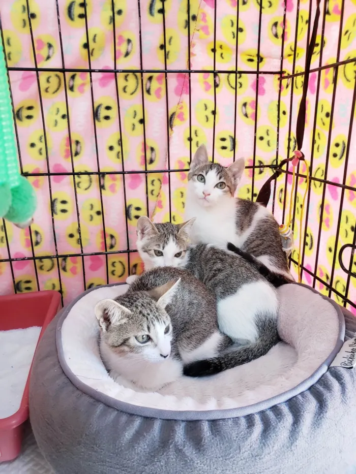 Gato ra a SRD-ViraLata idade 2 a 6 meses nome Família Rô