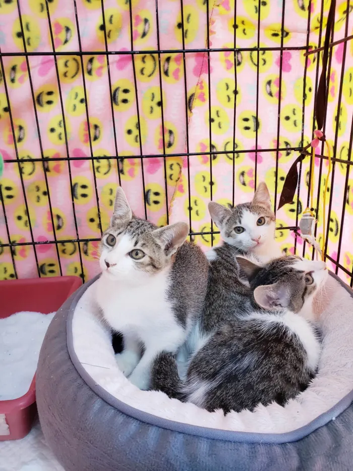 Gato ra a SRD-ViraLata idade 2 a 6 meses nome Família Rô