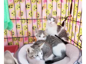 Gato raça SRD-ViraLata idade 2 a 6 meses nome Família Rô