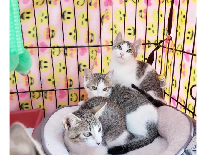 Gato ra a SRD-ViraLata idade 2 a 6 meses nome Família Rô