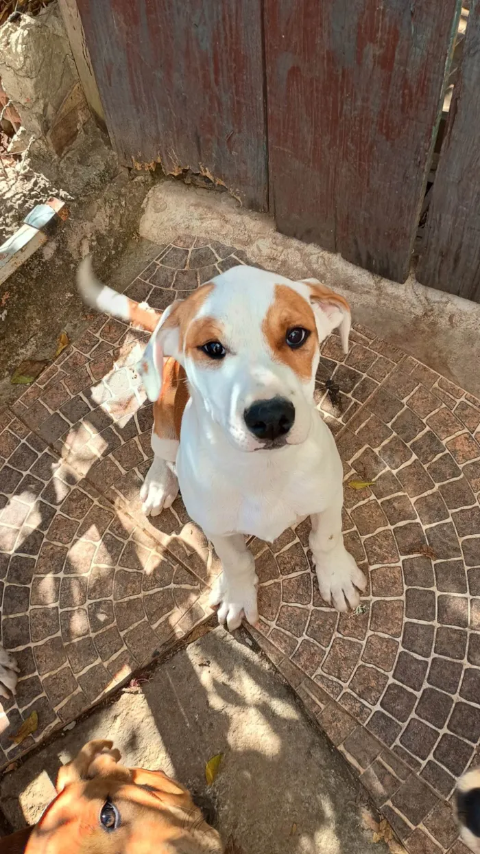 Cachorro ra a SRD-ViraLata idade 2 a 6 meses nome Big