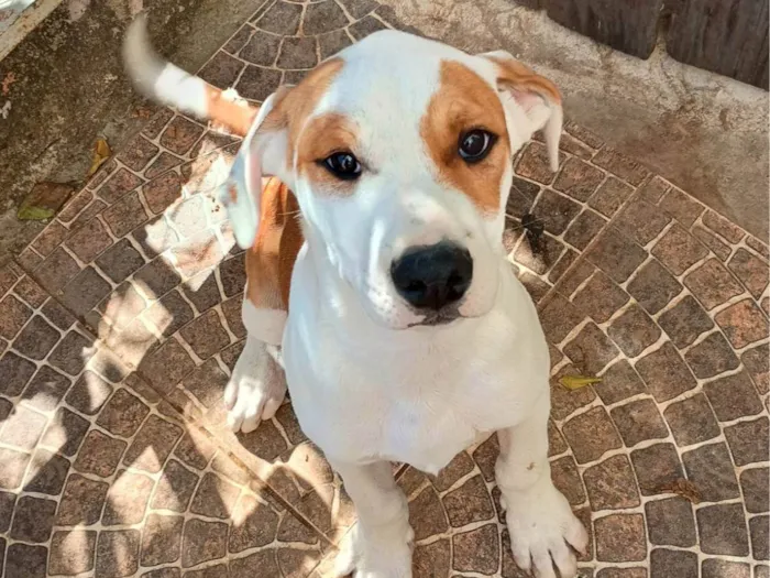 Cachorro ra a SRD-ViraLata idade 2 a 6 meses nome Big