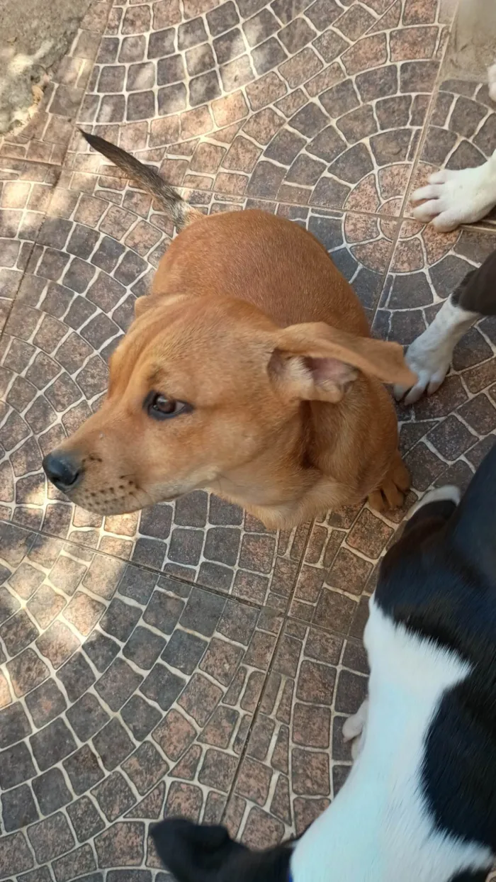 Cachorro ra a SRD-ViraLata idade 2 a 6 meses nome Hulkito