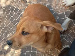 Cachorro raça SRD-ViraLata idade 2 a 6 meses nome Hulkito