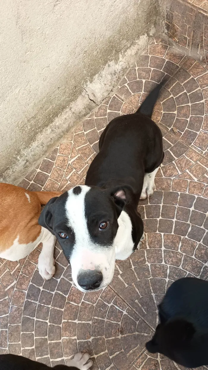 Cachorro ra a SRD-ViraLata idade 2 a 6 meses nome Oreo 