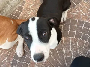 Cachorro raça SRD-ViraLata idade 2 a 6 meses nome Oreo 