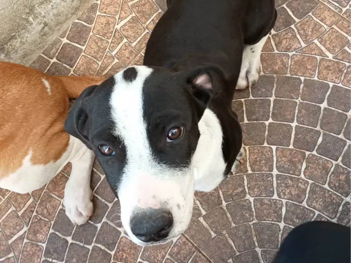 Cachorro ra a SRD-ViraLata idade 2 a 6 meses nome Oreo 
