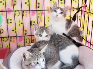 Gato raça SRD-ViraLata idade 2 a 6 meses nome Família Rô