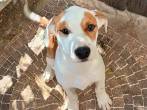 Cachorro raça SRD-ViraLata idade 2 a 6 meses nome Big