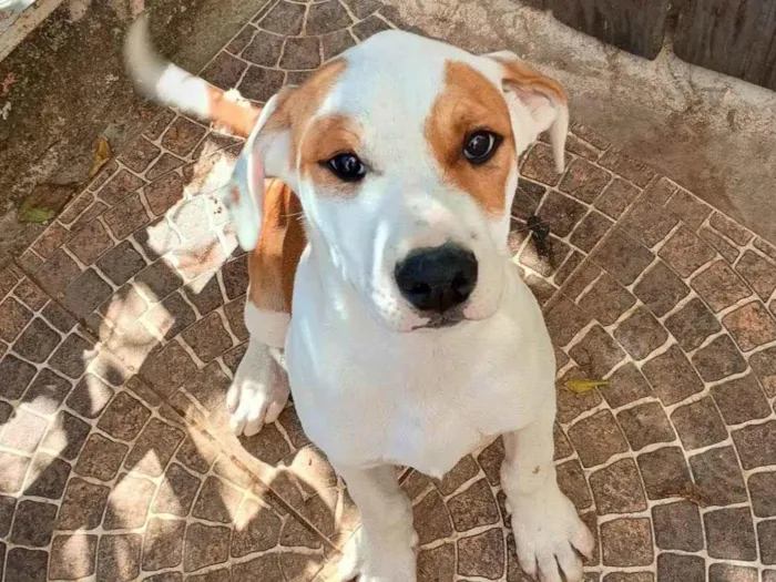 Cachorro ra a SRD-ViraLata idade 2 a 6 meses nome Big