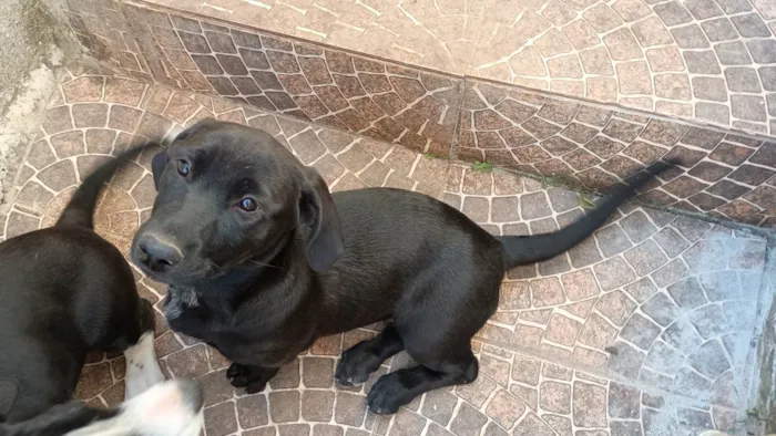 Cachorro ra a SRD-ViraLata idade 2 a 6 meses nome Pretita