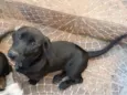 Pretita