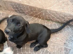 Cachorro raça SRD-ViraLata idade 2 a 6 meses nome Pretita