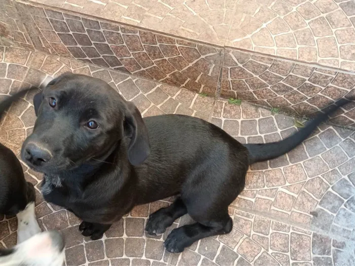 Cachorro ra a SRD-ViraLata idade 2 a 6 meses nome Pretita
