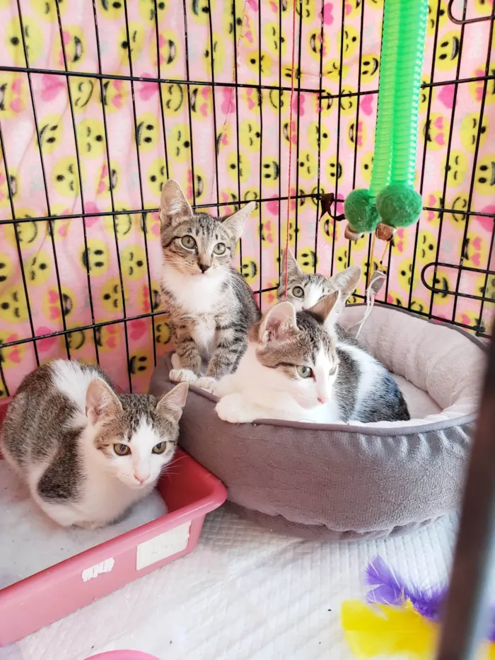 Gato ra a SRD-ViraLata idade 2 a 6 meses nome Família Rô