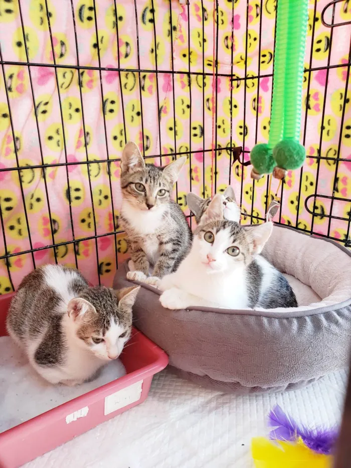 Gato ra a SRD-ViraLata idade 2 a 6 meses nome Família Rô