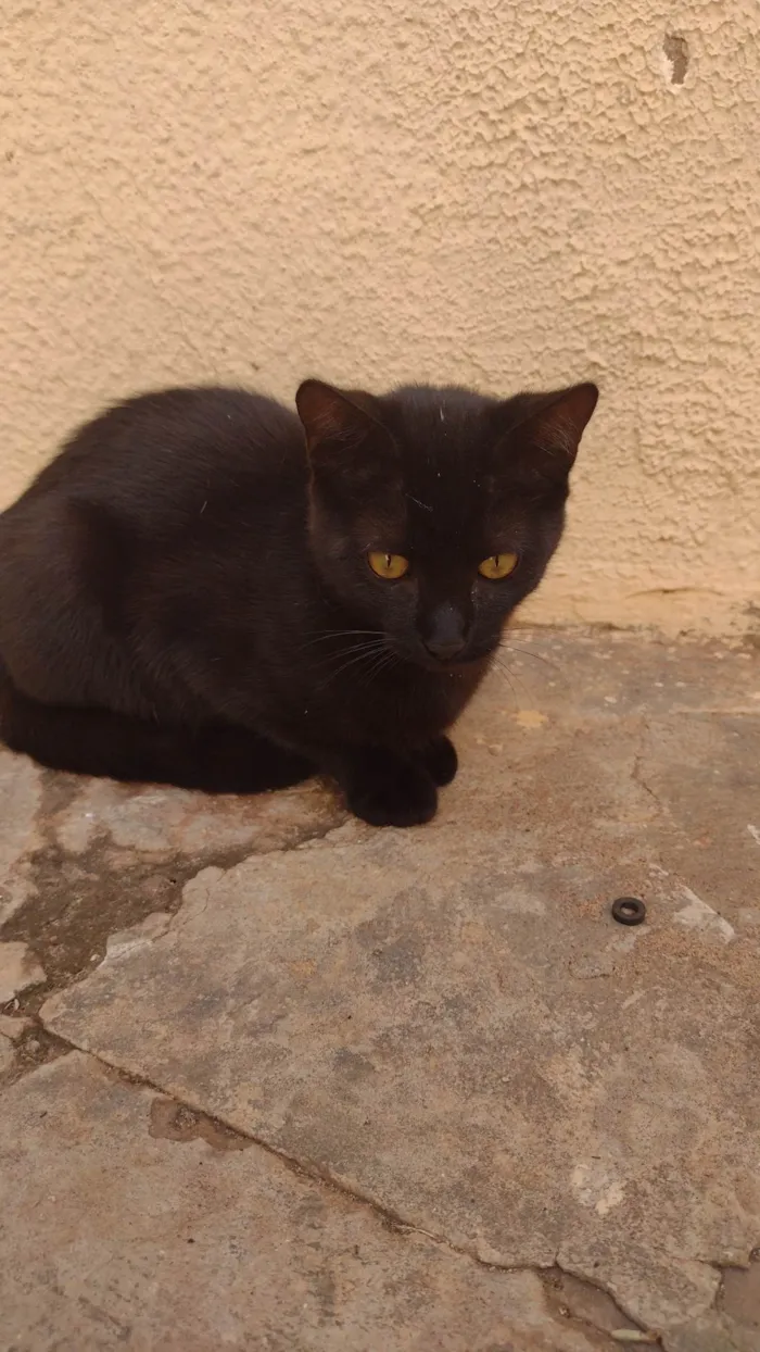 Gato ra a SRD-ViraLata idade 2 a 6 meses nome Sem nome definido 