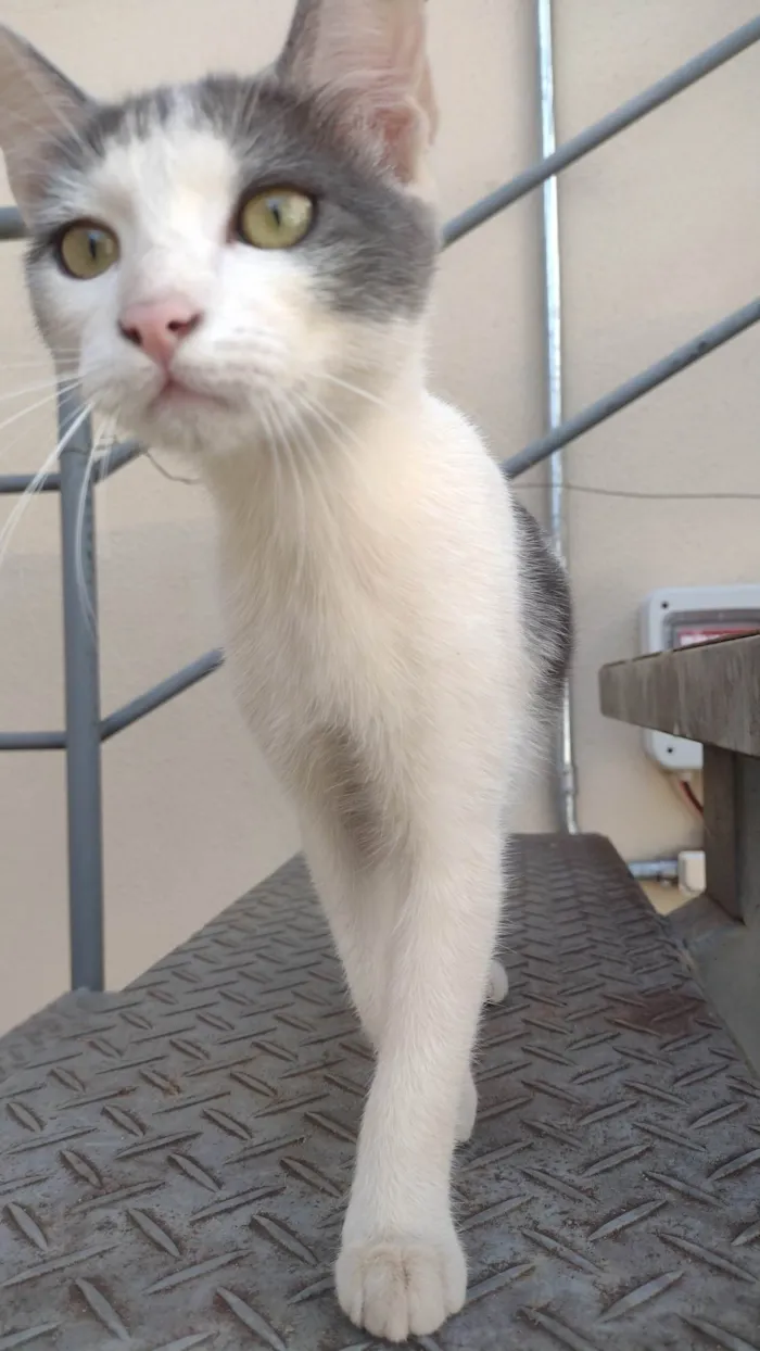 Gato ra a SRD-ViraLata idade 2 a 6 meses nome Sem nome definido 