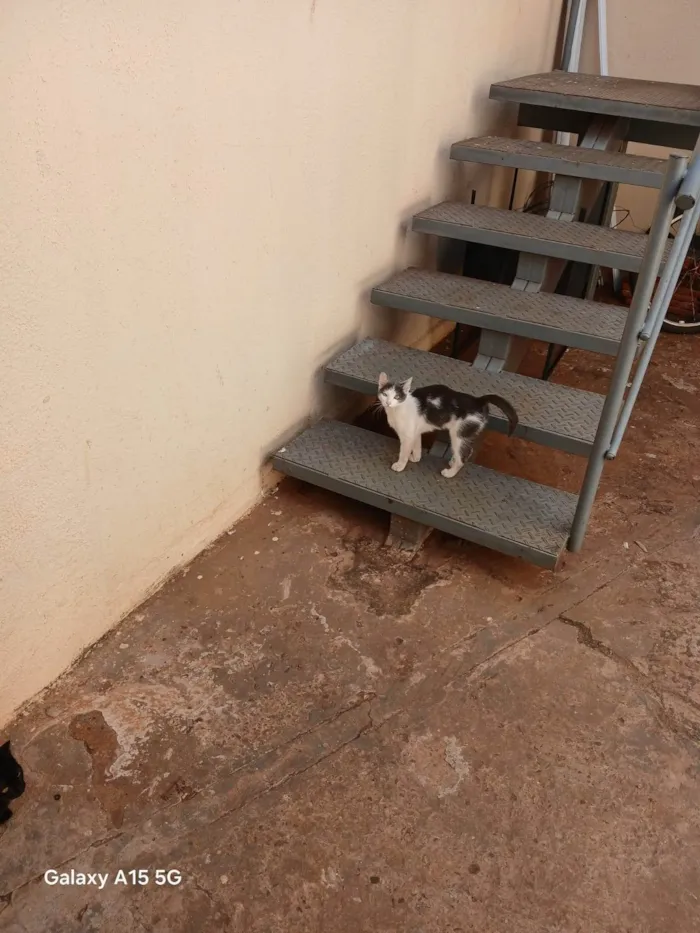Gato ra a SRD-ViraLata idade 2 a 6 meses nome Sem nome definido 