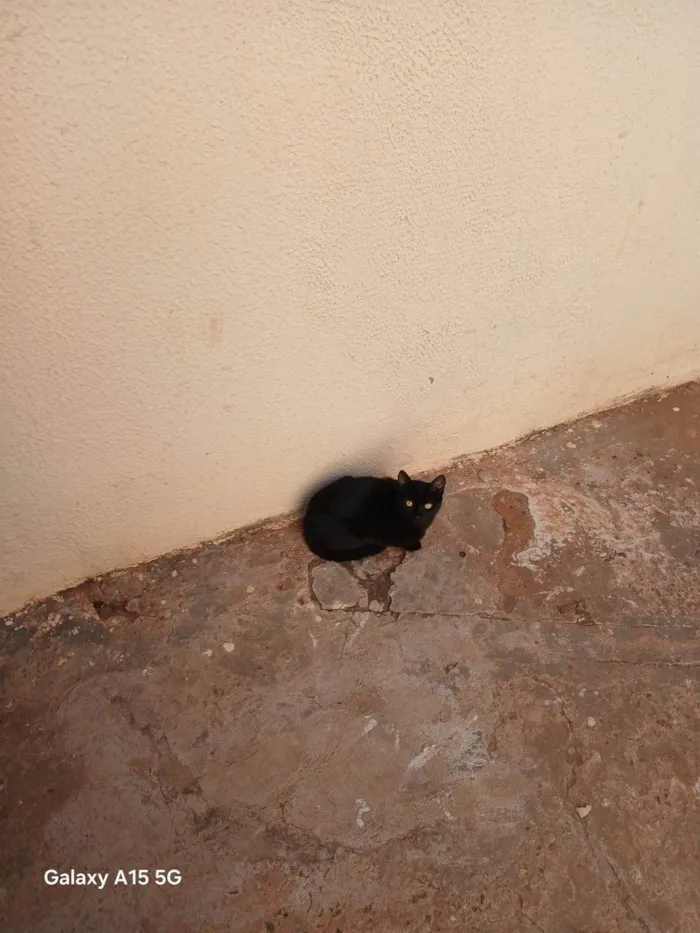 Gato ra a SRD-ViraLata idade 2 a 6 meses nome Sem nome definido 