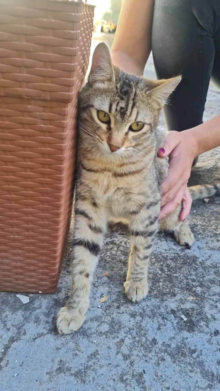Gato ra a SRD-ViraLata idade 1 ano nome Iansã