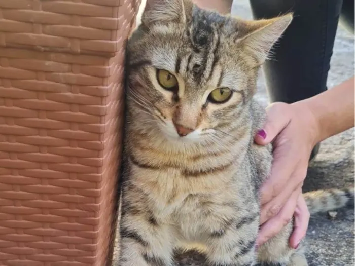 Gato ra a SRD-ViraLata idade 1 ano nome Iansã
