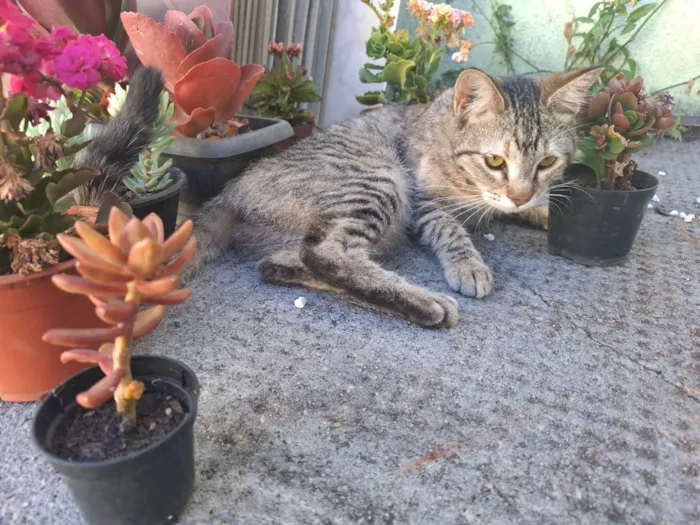Gato ra a SRD-ViraLata idade 1 ano nome Nãnã