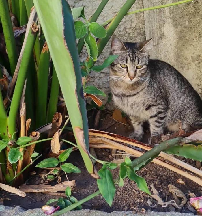 Gato ra a SRD-ViraLata idade 2 anos nome Aurora