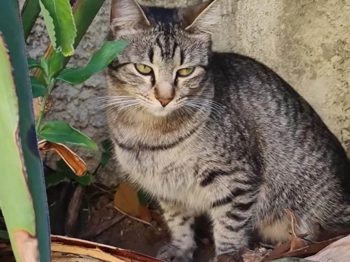 Gato ra a SRD-ViraLata idade 2 anos nome Aurora