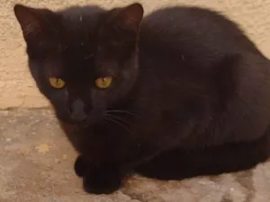 Gato raça SRD-ViraLata idade 2 a 6 meses nome Sem nome definido 