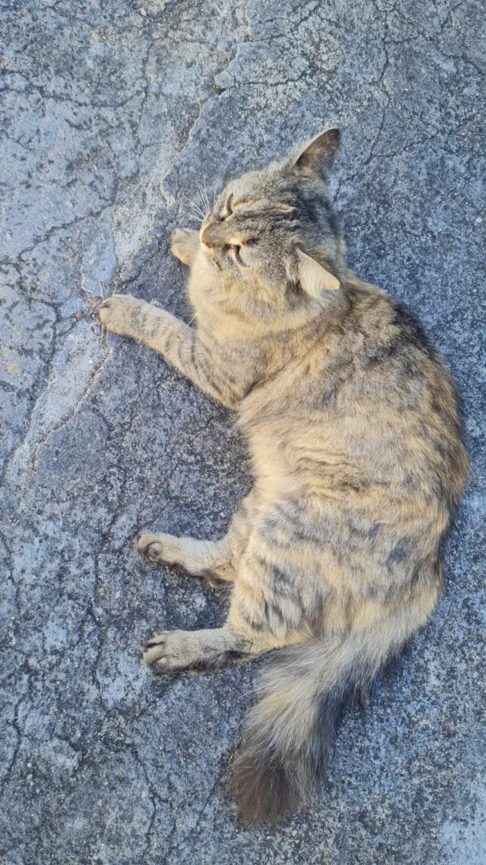 Gato ra a SRD-ViraLata idade 2 anos nome Cindy
